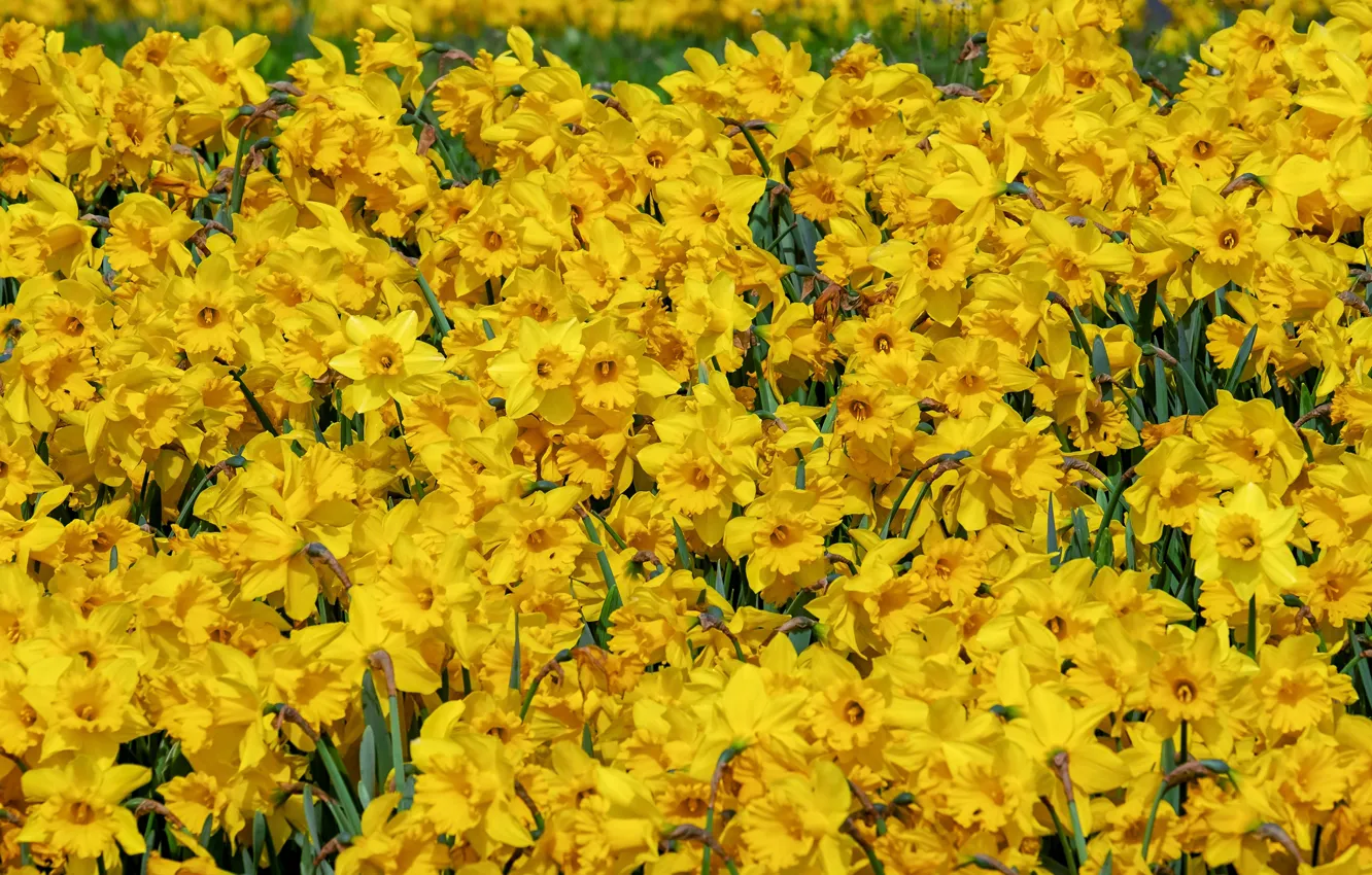 Photo wallpaper field, flowers, yellow, spring, garden, flowerbed, a lot, daffodils