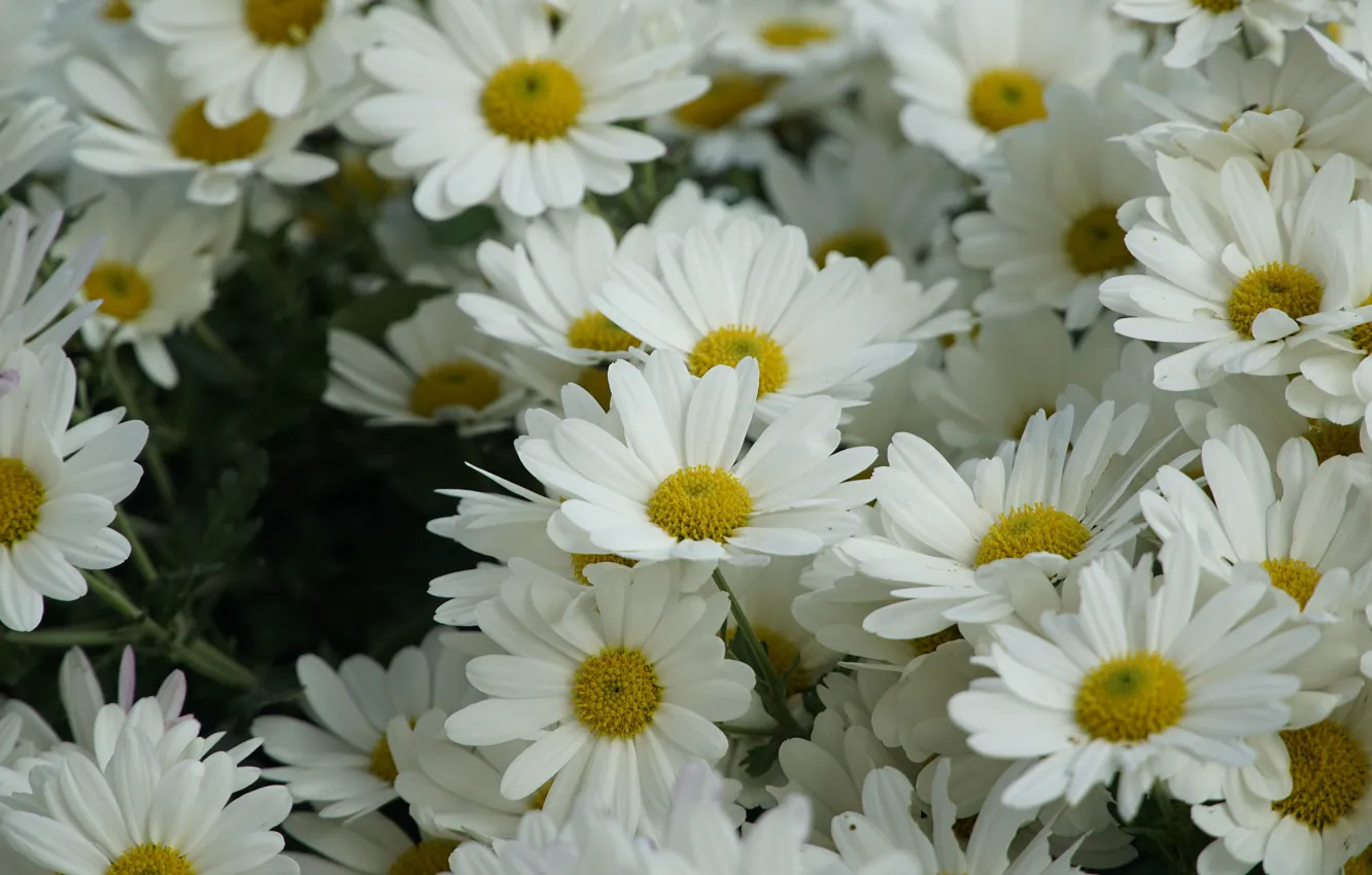 Photo wallpaper flowers, chamomile, white, a lot, leucanthemum