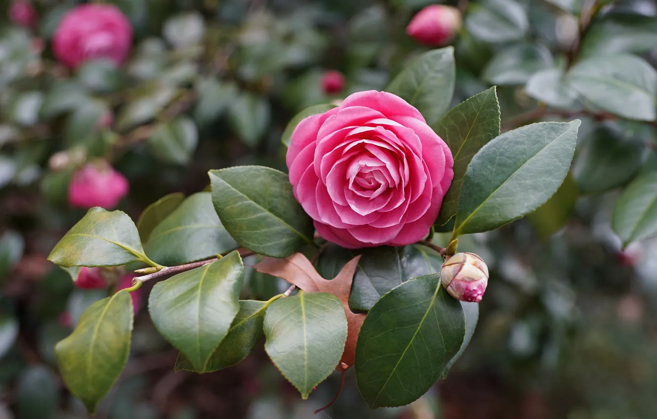 Photo wallpaper leaves, flowers, branches, spring, pink, buds, flowering, bokeh