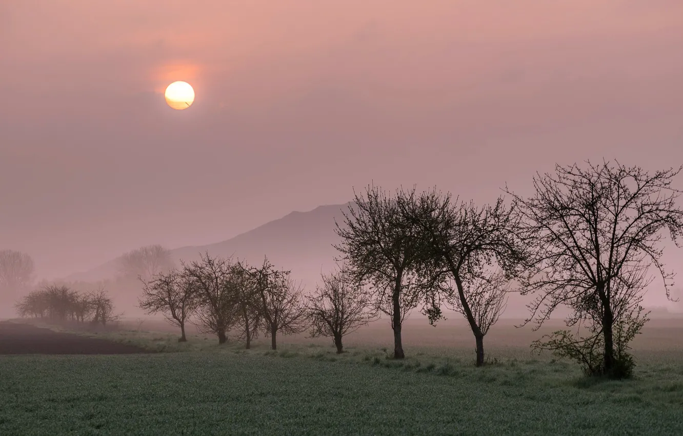 Photo wallpaper field, trees, fog