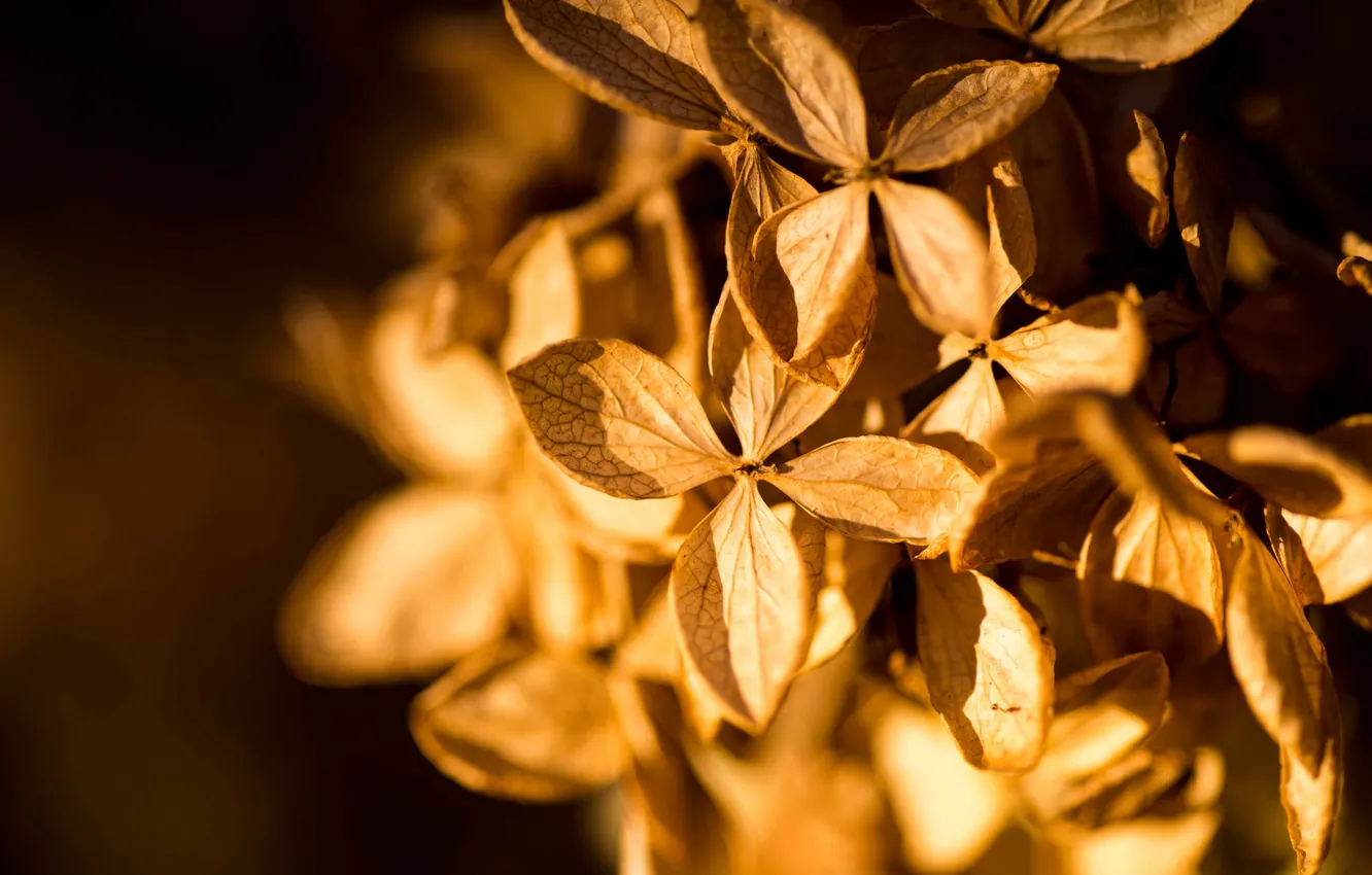 Photo wallpaper flowers, petals, a lot