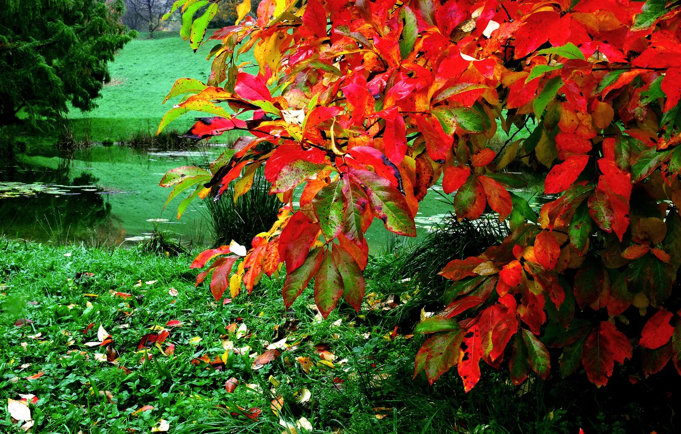Photo wallpaper autumn, grass, leaves, pond, the bushes