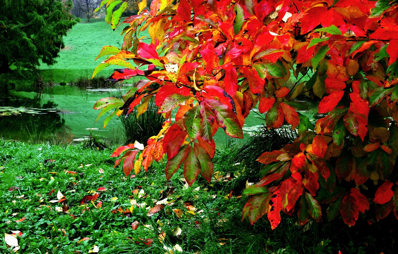 Photo wallpaper autumn, grass, leaves, pond, Bush