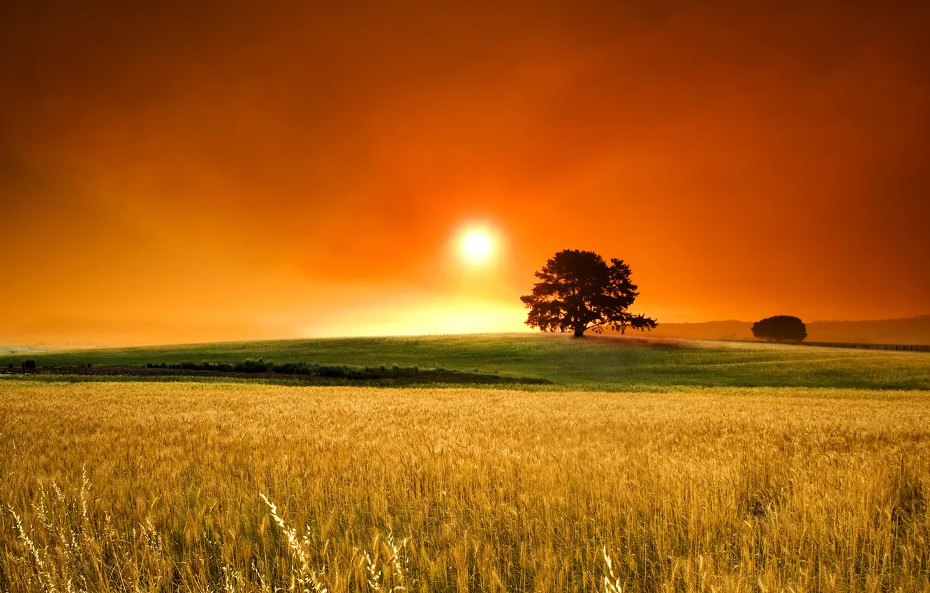 Photo wallpaper wheat, field, grass, trees, photo, tree, landscapes