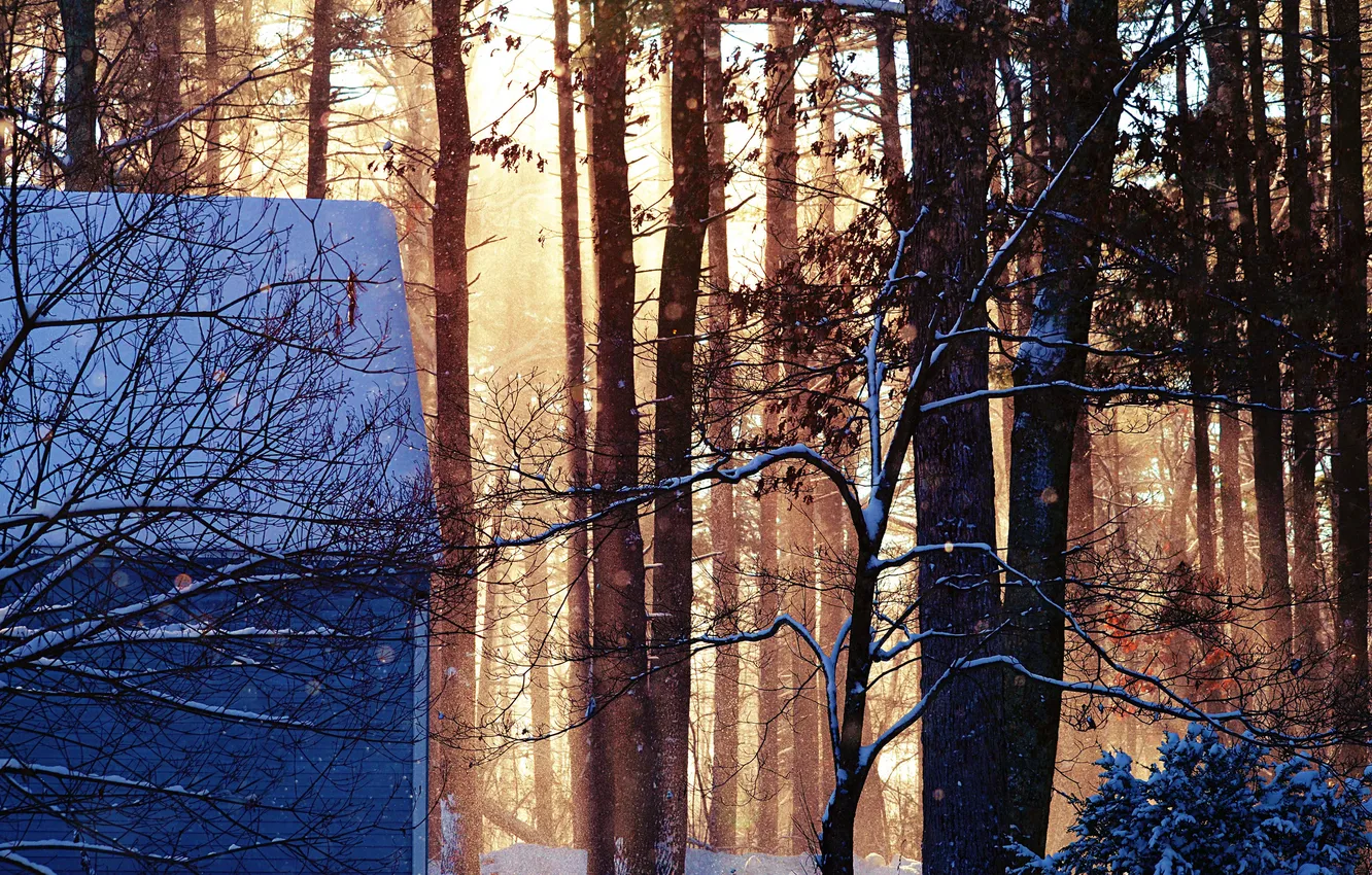 Photo wallpaper winter, forest, leaves, snow, trees, branches, nature, home