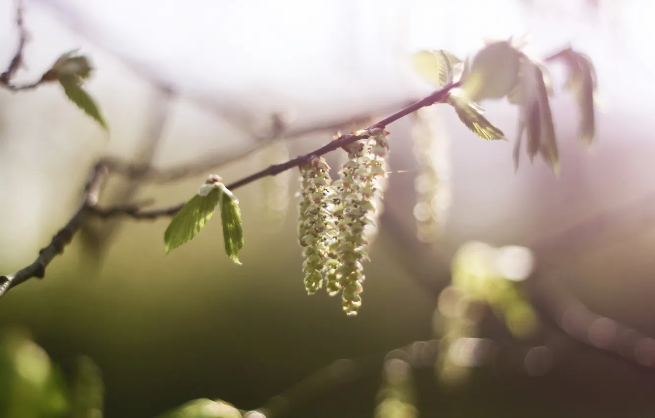 Photo wallpaper macro, branches, nature