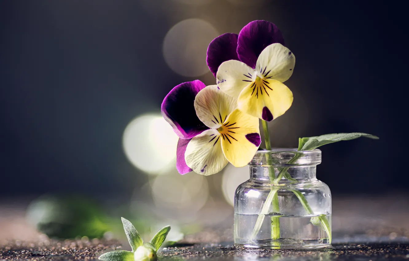 Photo wallpaper flowers, Pansy, bokeh, viola, violet, jar