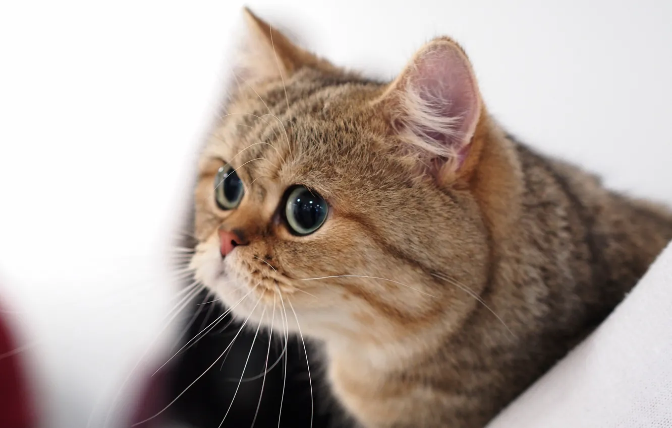 Photo wallpaper cat, look, portrait, muzzle, Kote, eyes, cat, British Shorthair