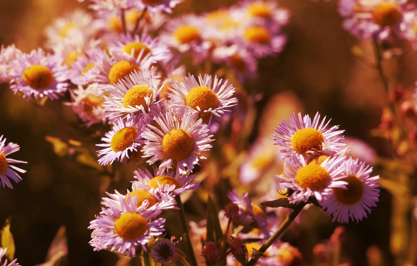 Photo wallpaper flower, garden, blooming