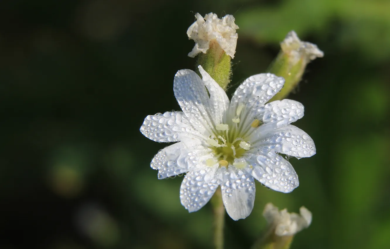 Photo wallpaper white, flower, drops, blooming