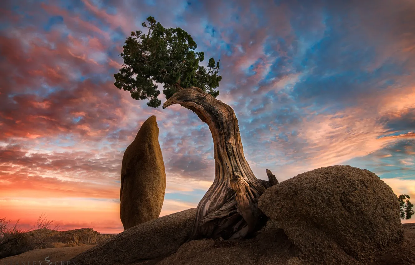 Photo wallpaper trees, nature, rocks, Joshua Tree, California, america