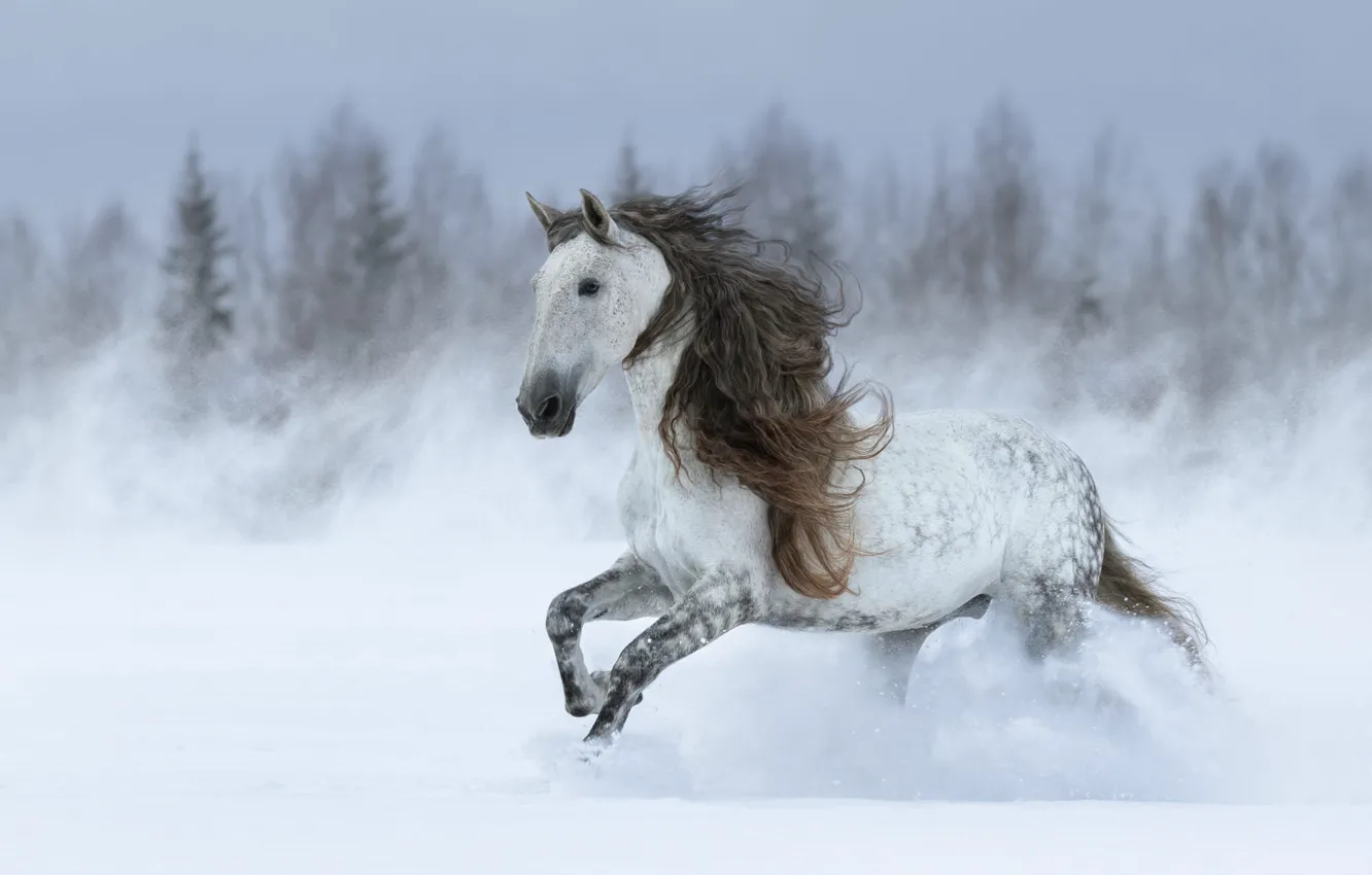 Photo wallpaper winter, forest, face, snow, grey, horse, the wind, horse