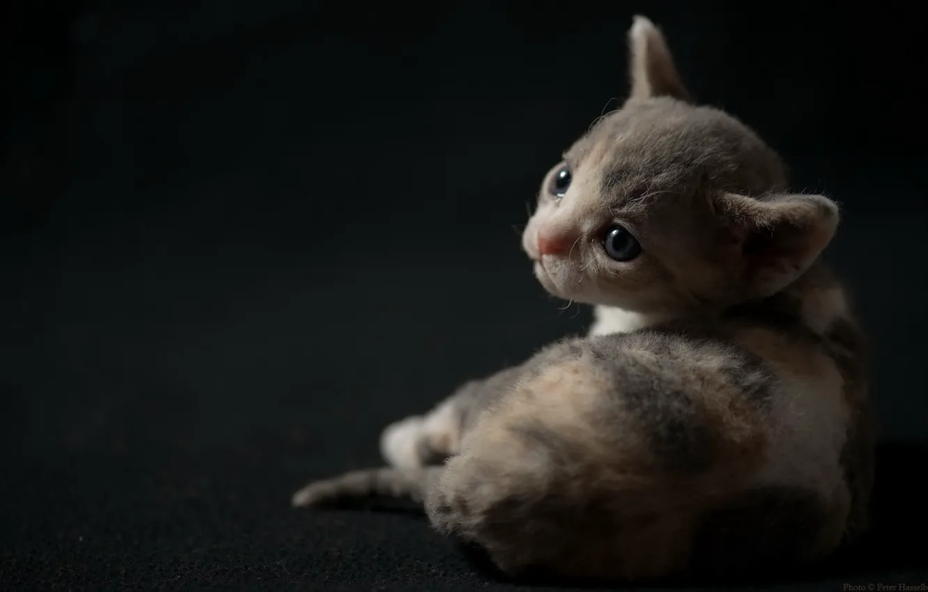 Photo wallpaper cat, look, background