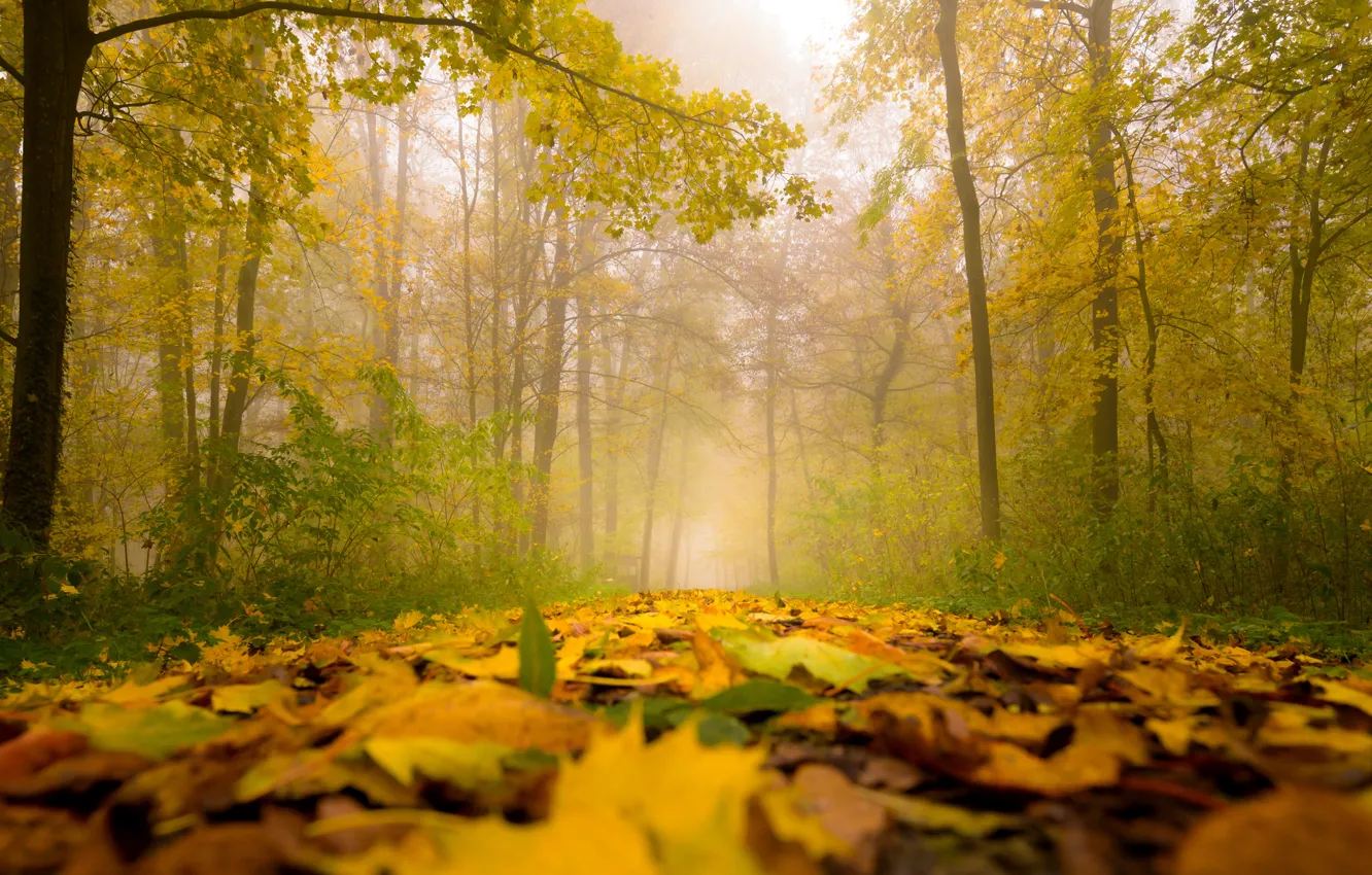Photo wallpaper autumn, forest, trees, fog, Park, foliage, morning, haze