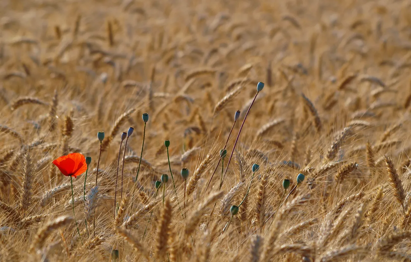 Photo wallpaper wheat, field, red, Mac, Maki, spikelets