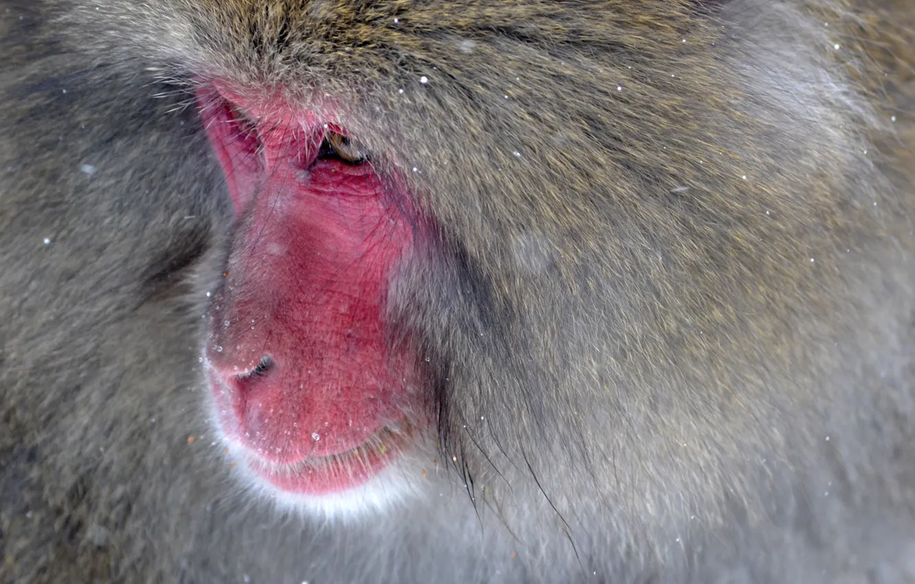 Photo wallpaper monkey, nature, wild, creature, fur