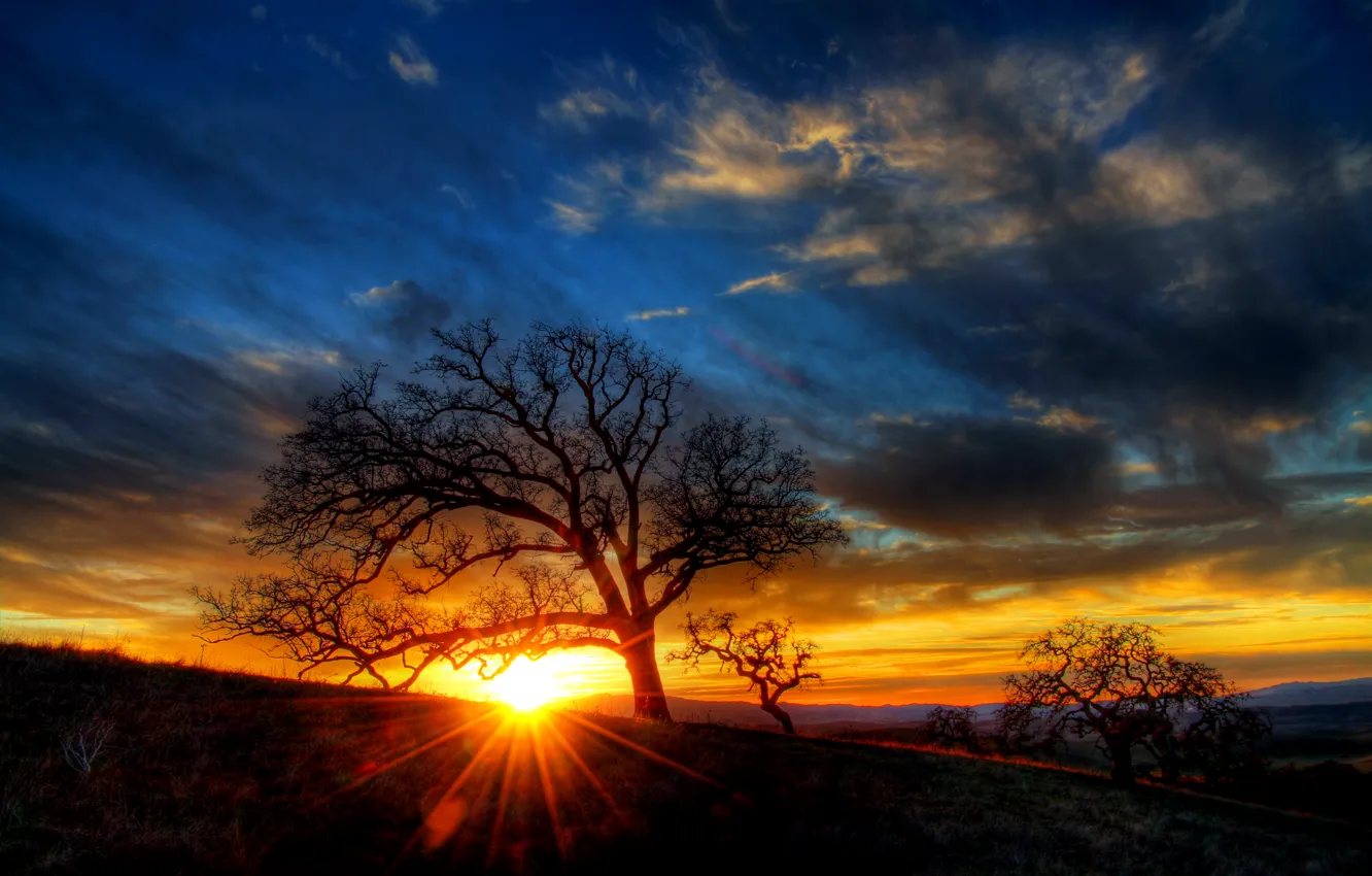 Photo wallpaper the sky, clouds, rays, sunset, tree, silhouette, hill