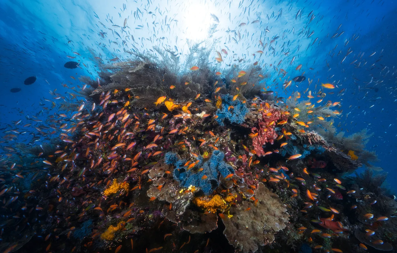 Photo wallpaper sea, light, fish, the ocean, underwater world, under water, reef