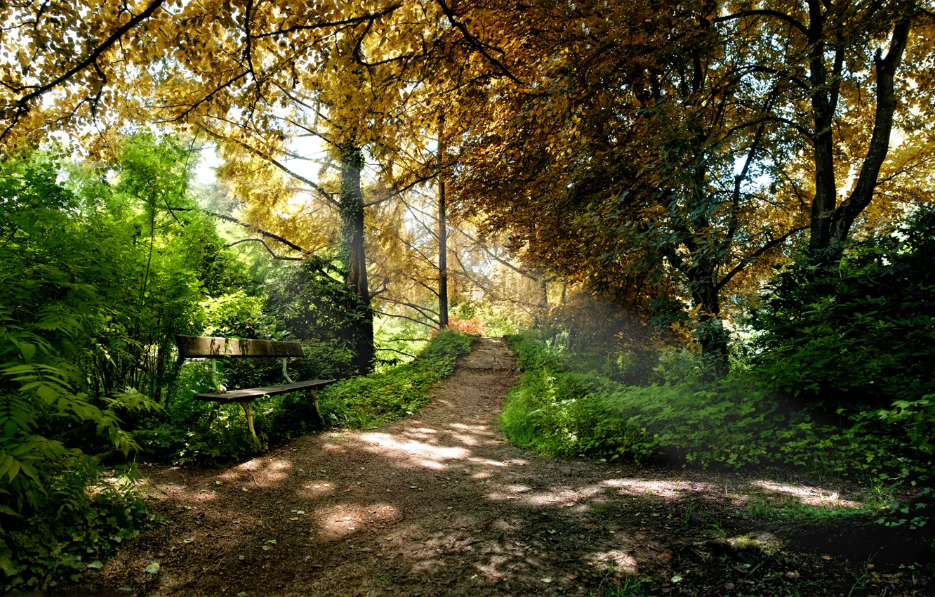 Photo wallpaper forest, leaves, trees, bench, nature, Park, benches, seat