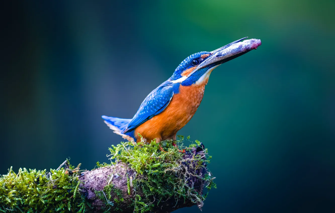 Photo wallpaper fish, branches, bird, mining, Kingfisher