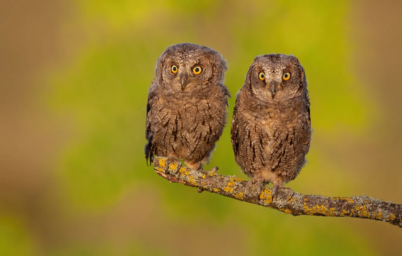 Photo wallpaper owl, bird, owl