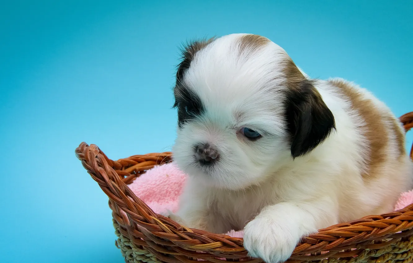 Photo wallpaper basket, dog, baby, puppy, Shih Tzu