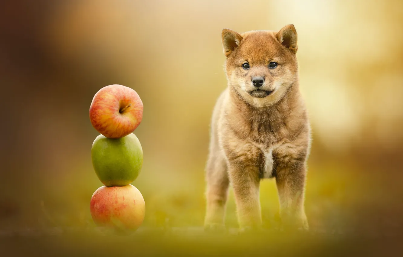 Photo wallpaper background, apples, dog, puppy, Shiba inu