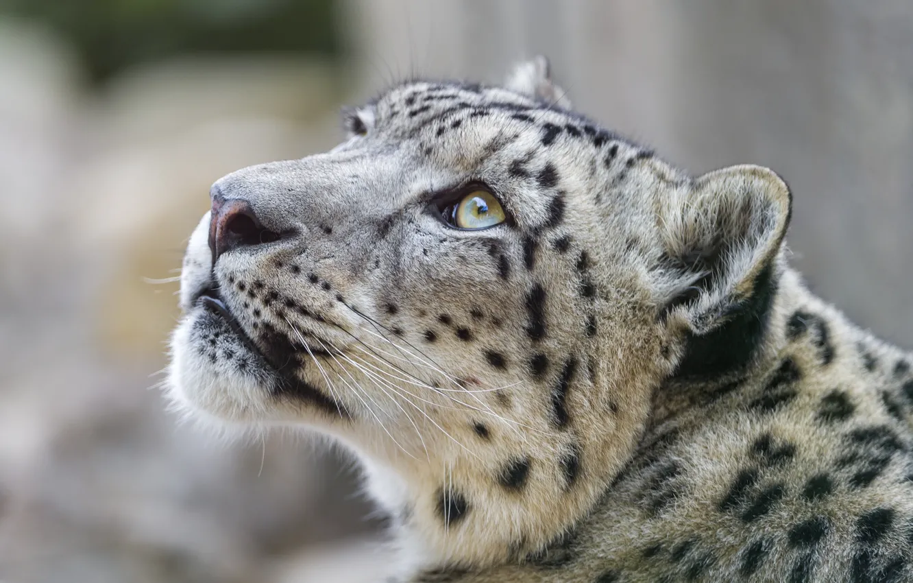 Photo wallpaper face, IRBIS, snow leopard, look up