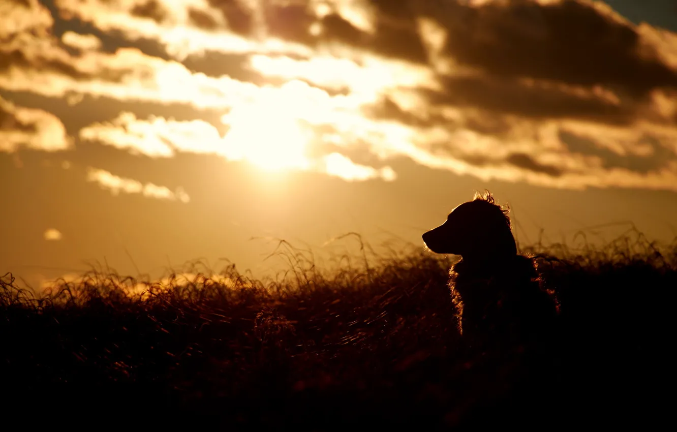 Photo wallpaper sunset, nature, dog