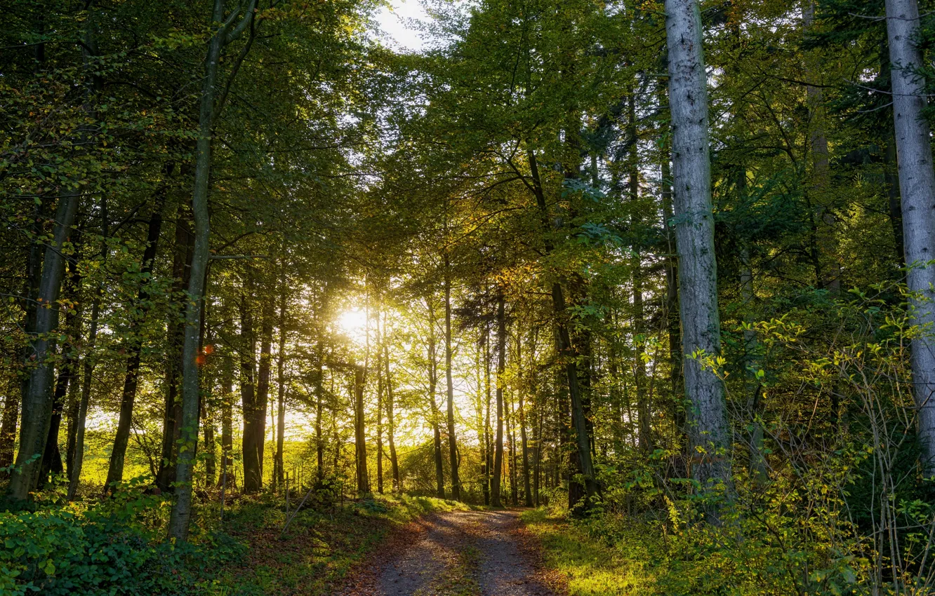 Photo wallpaper road, forest, trees, Switzerland, Switzerland