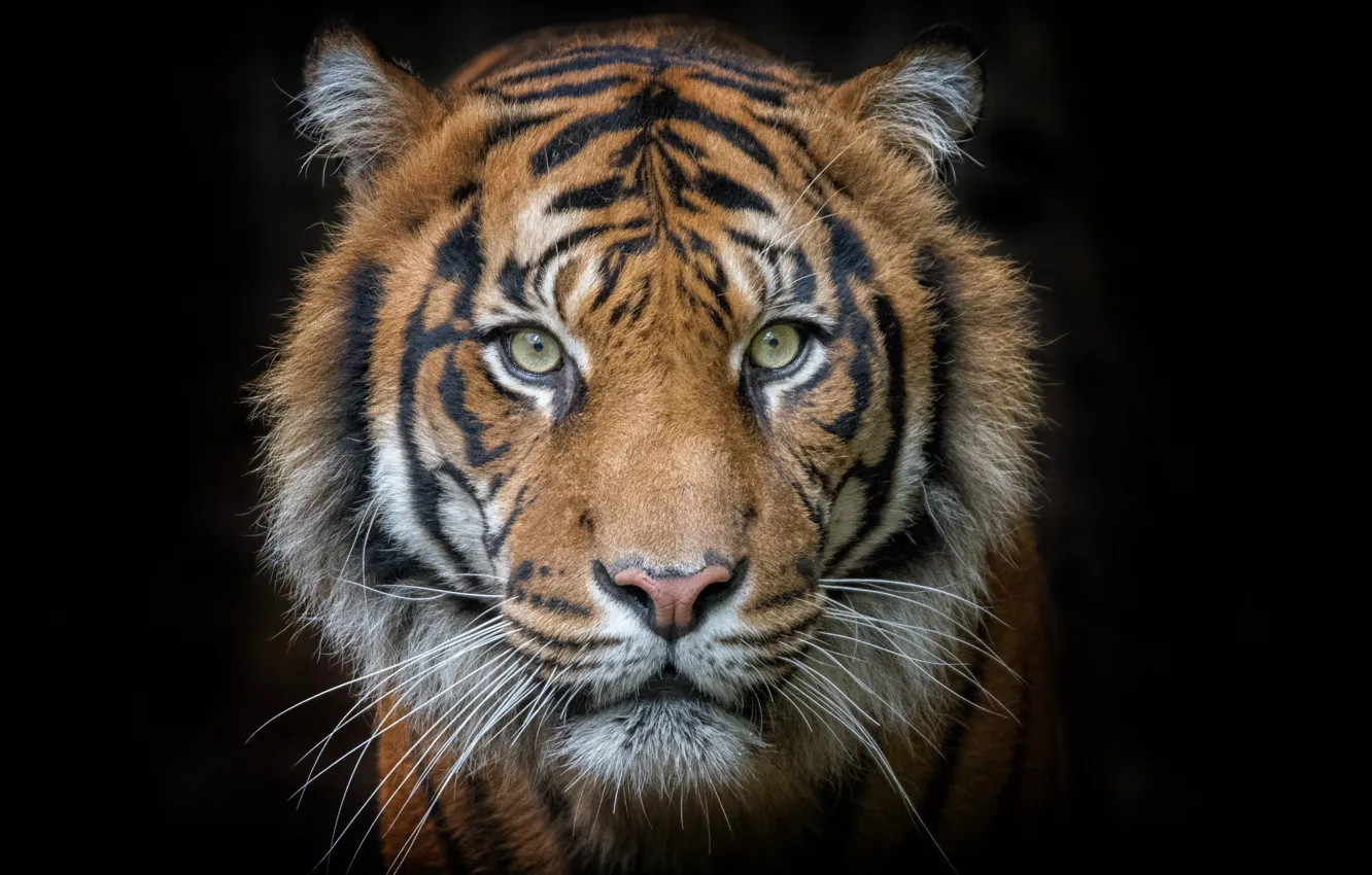 Photo wallpaper eyes, face, tiger, portrait, predator