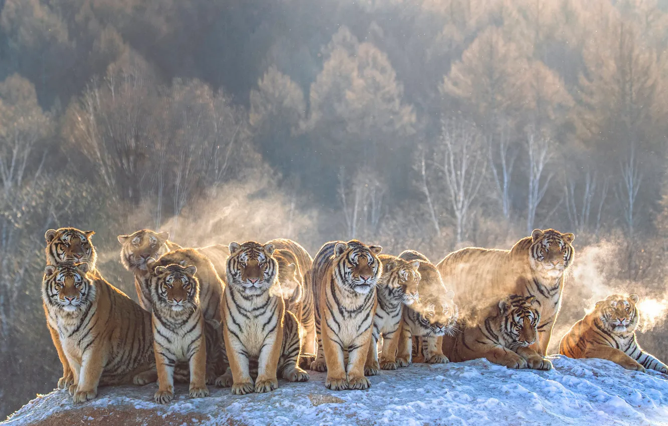 Photo wallpaper winter, forest, light, snow, trees, tiger, fog, hills