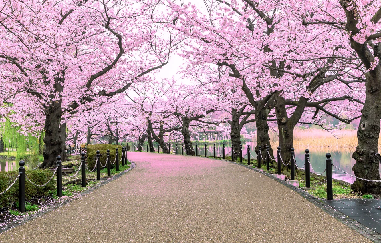 Photo wallpaper road, Park, spring, Sakura, Asia, flowering