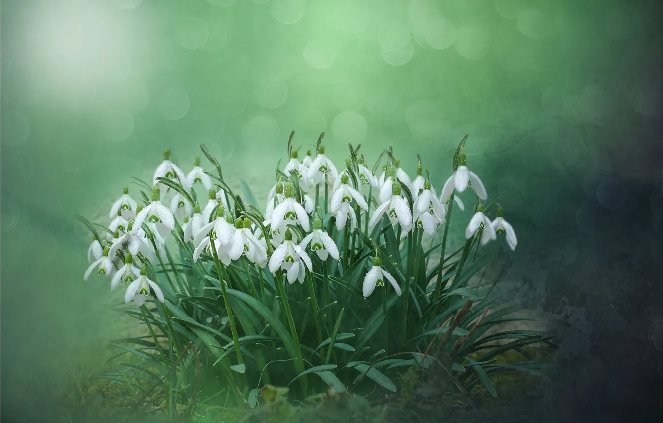 Photo wallpaper drops, flowers, snowdrops, white