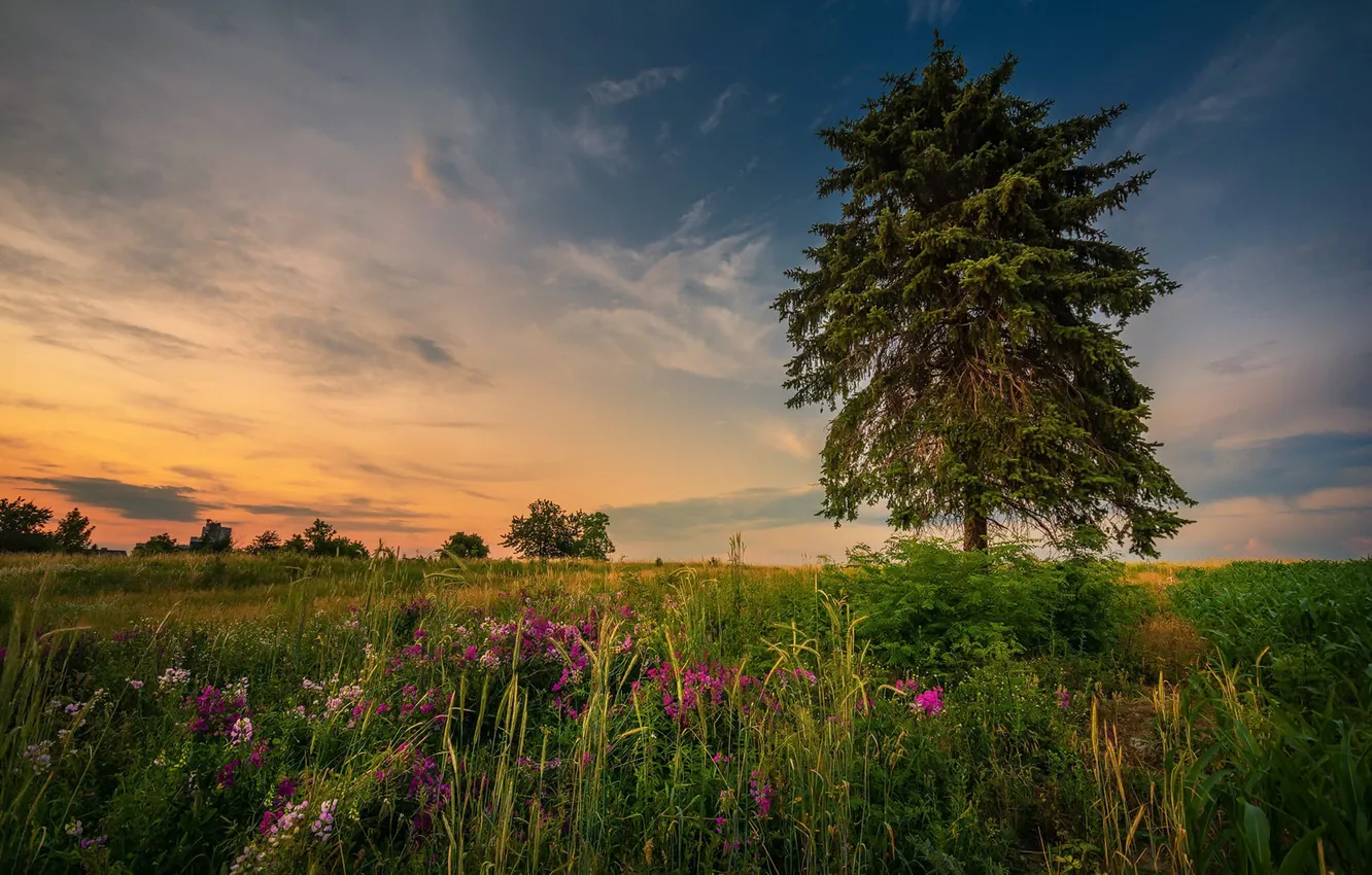 Photo wallpaper field, trees, sunset