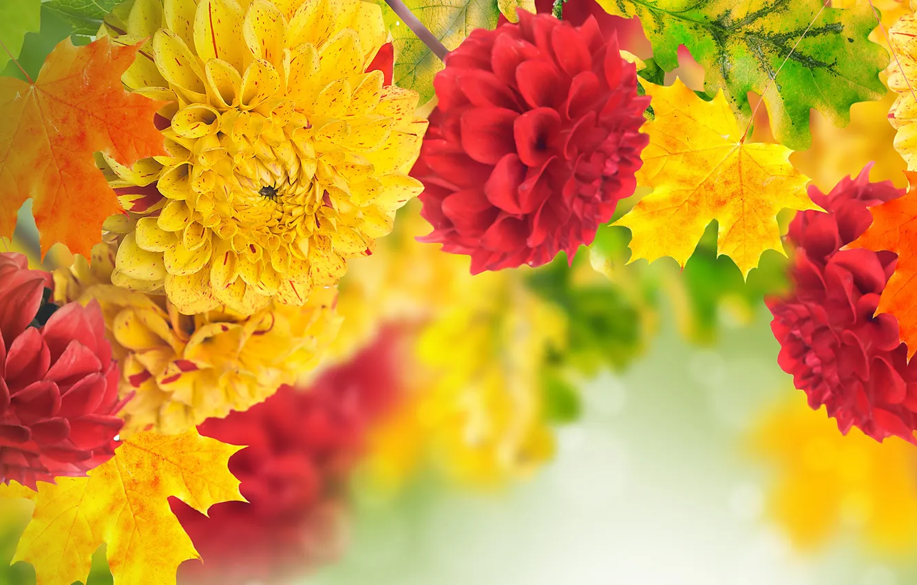 Photo wallpaper leaves, yellow, red, petals, buds, dahlias