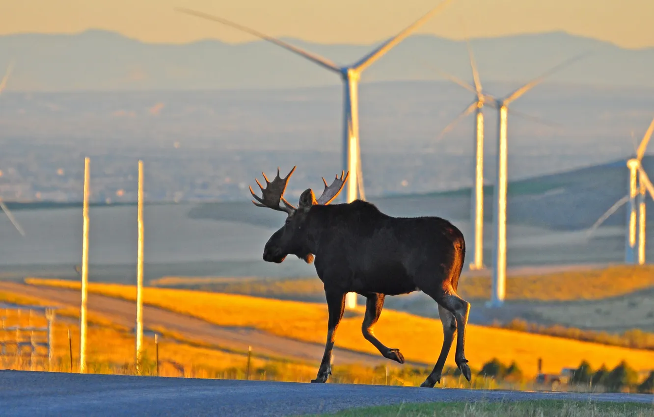 Photo wallpaper landscape, mill, horns, moose, Electromechanical
