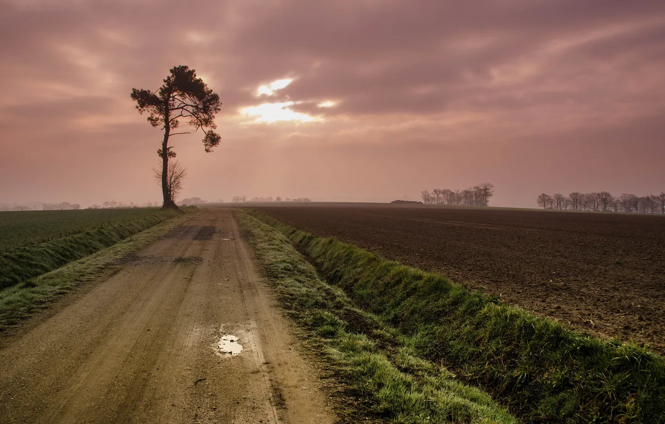 Photo wallpaper road, field, trees, clouds