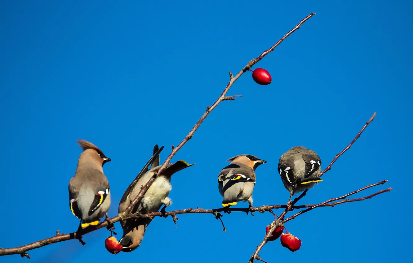 Photo wallpaper the sky, branches, bird, fruit, the Waxwing
