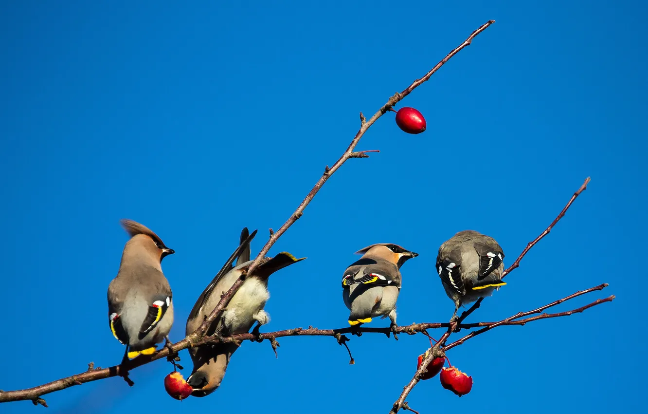 Photo wallpaper the sky, birds, branch, fruit, the Waxwing