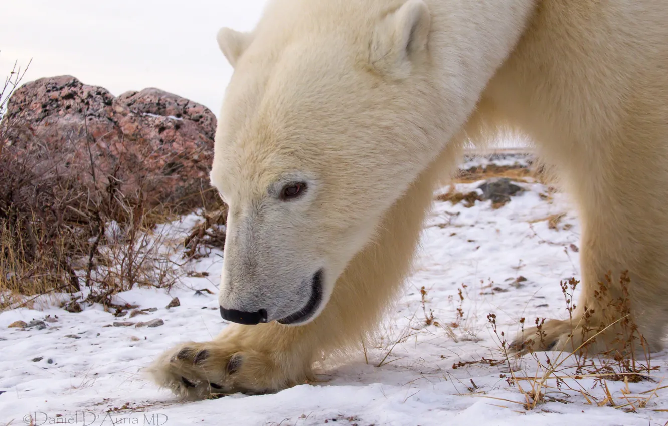 Photo wallpaper snow, stone, polar bear