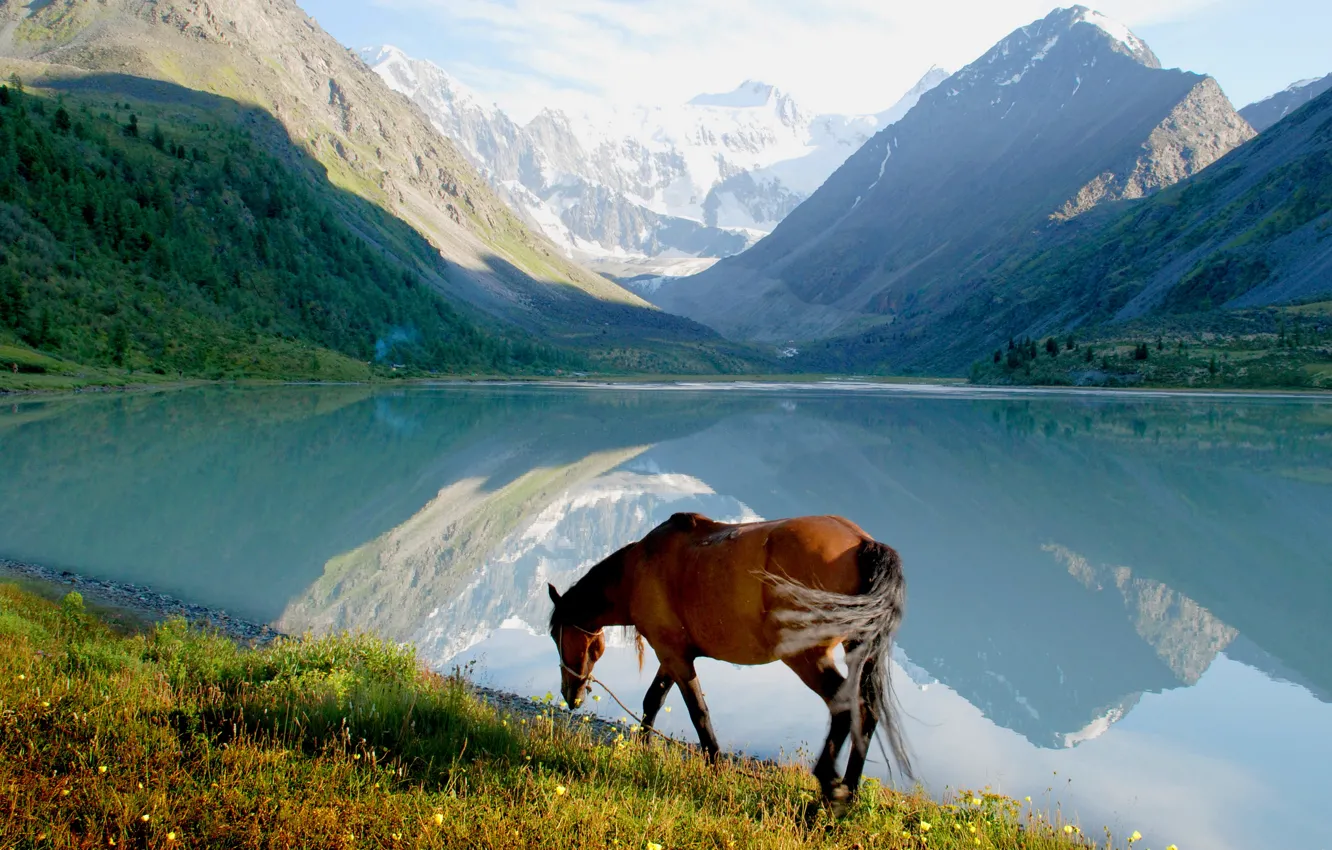 Photo wallpaper mountains, shore, horse
