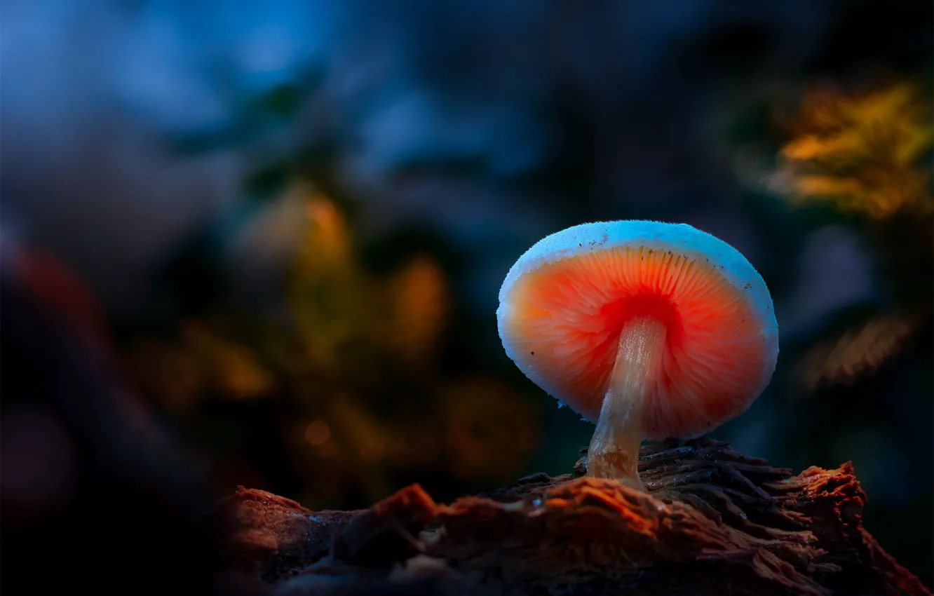 Photo wallpaper dark, mushrooms, Dark Beauty, Light Painting