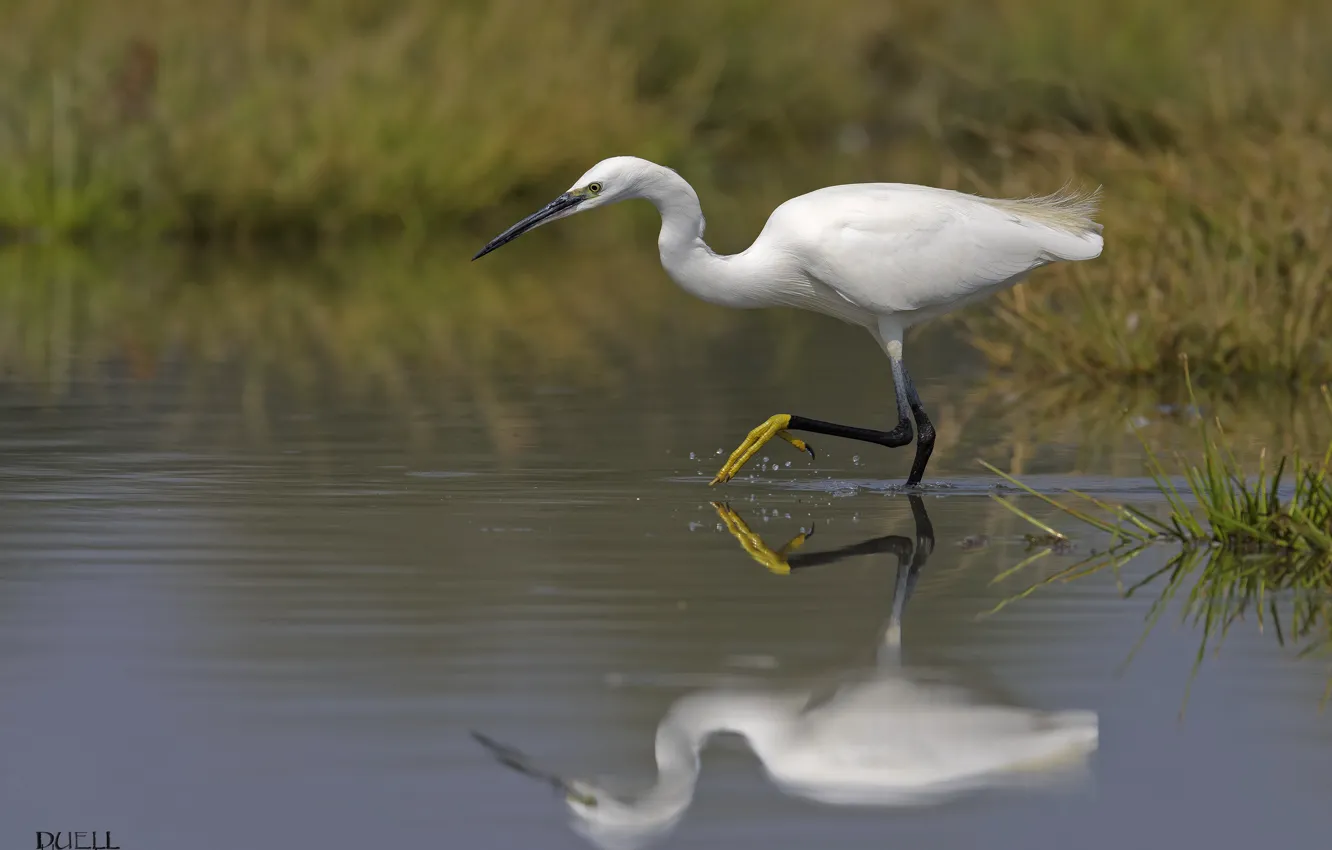 Photo wallpaper nature, lake, Heron, DUELL ©