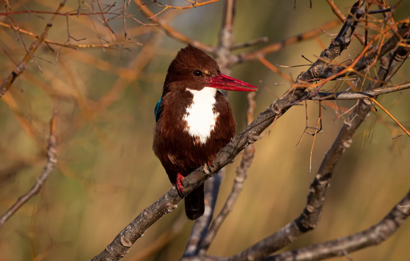 Photo wallpaper nature, bird, kingfisher