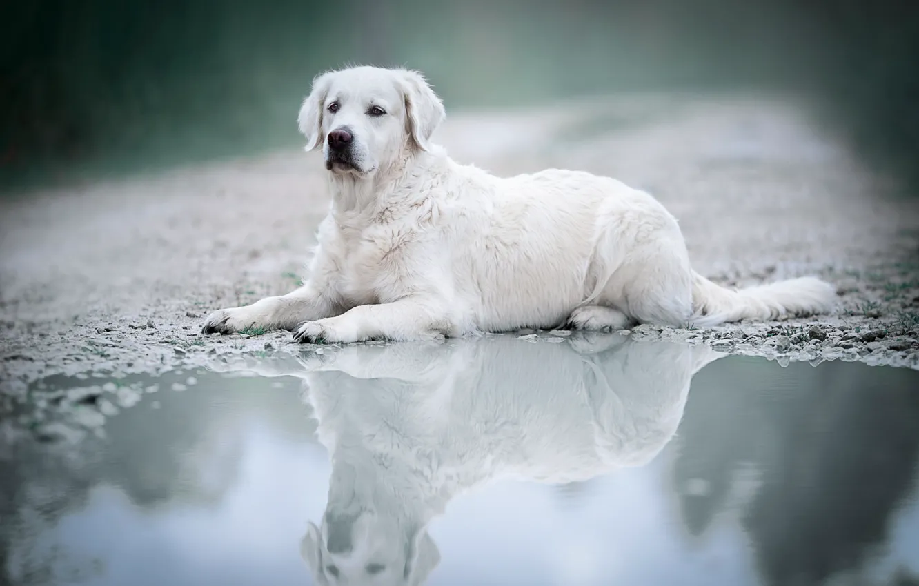 Photo wallpaper white, puddle, Labrador