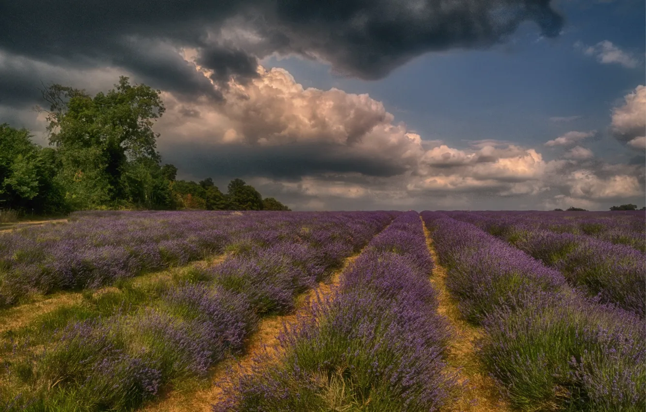 Photo wallpaper clouds, lavender, lavender field