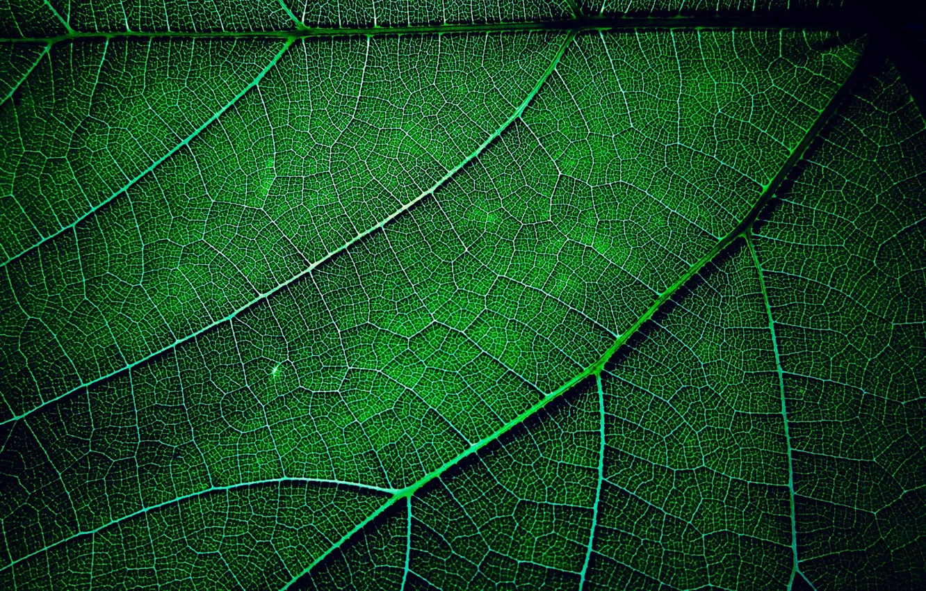 Photo wallpaper greens, macro, sheet, texture, veins