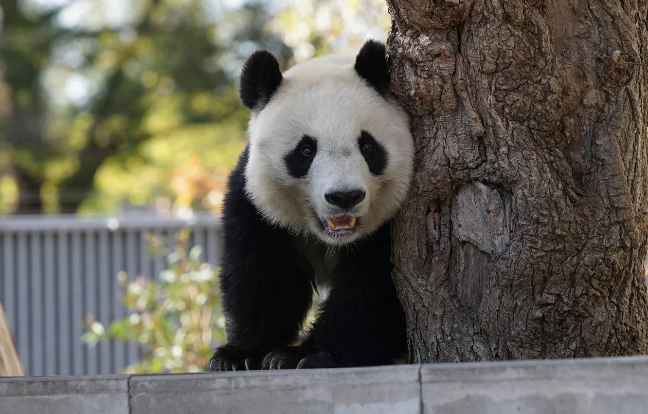 Photo wallpaper look, face, trees, nature, pose, the fence, bear, Panda