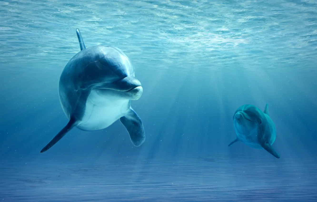 Photo wallpaper ocean, realism, dolphins